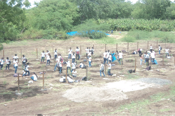 Tree Plantation Drive (Govt. of Maharashtra Initiative)